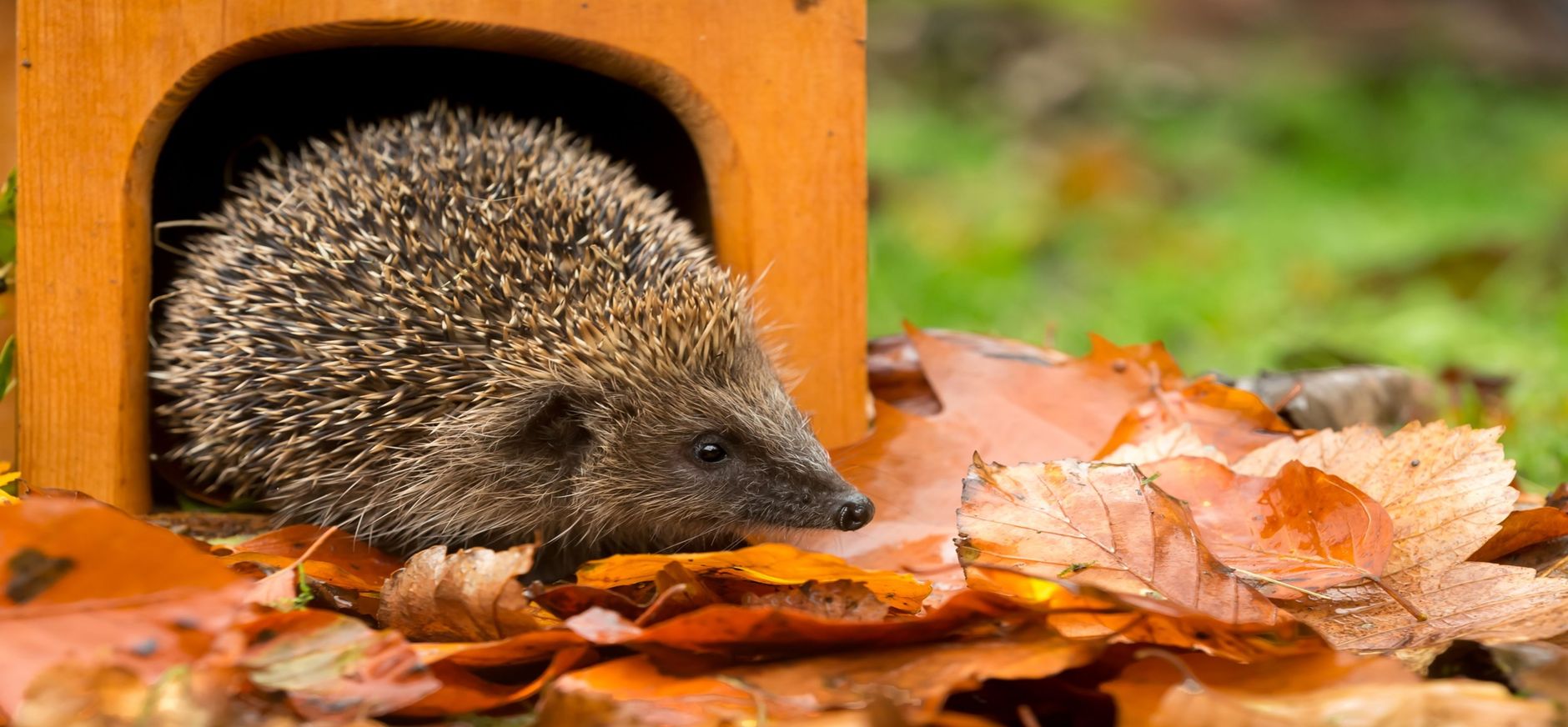 Egelhuis met egel tussen herfstbladeren in de tuin