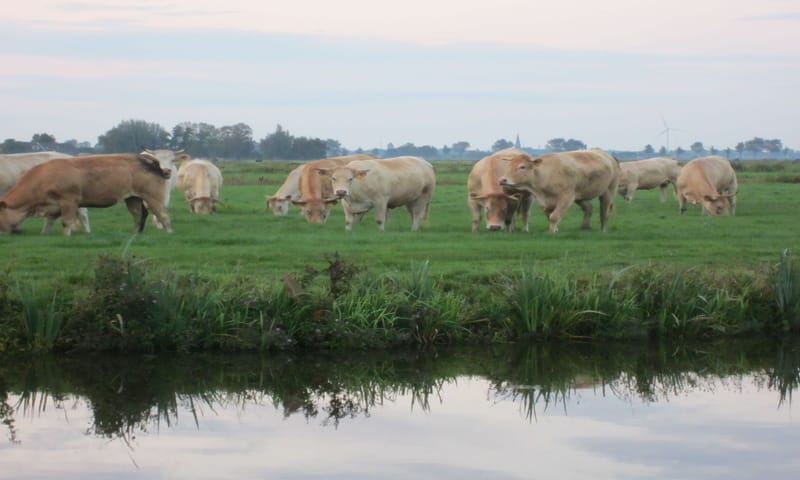 Blonde d’Aquitaines