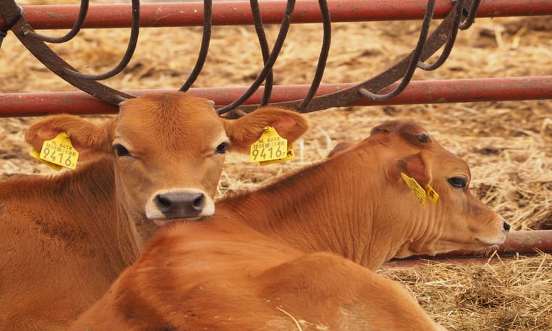 Kalfjes in de stal Boerderij Landlust