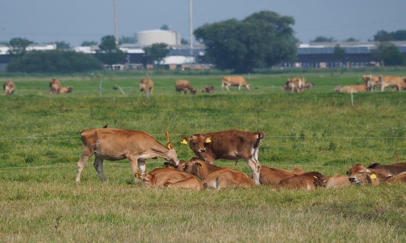Koeien in de wei Boerderij Landlust