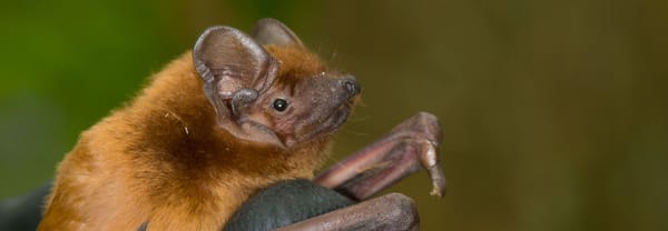 Vleermuis