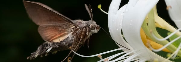 Kamperfoelie en nachtvlinder