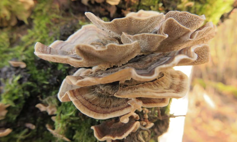 Varen en paddenstoelen kijken in Lusthof de Haeck