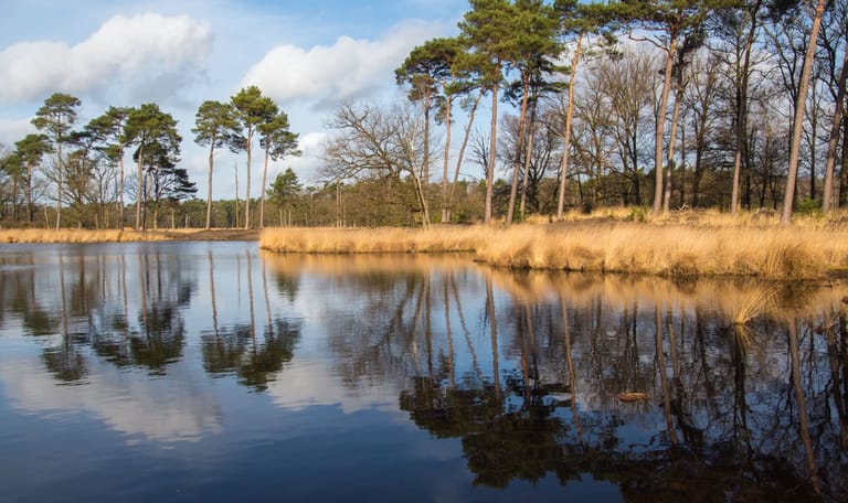 Kampina