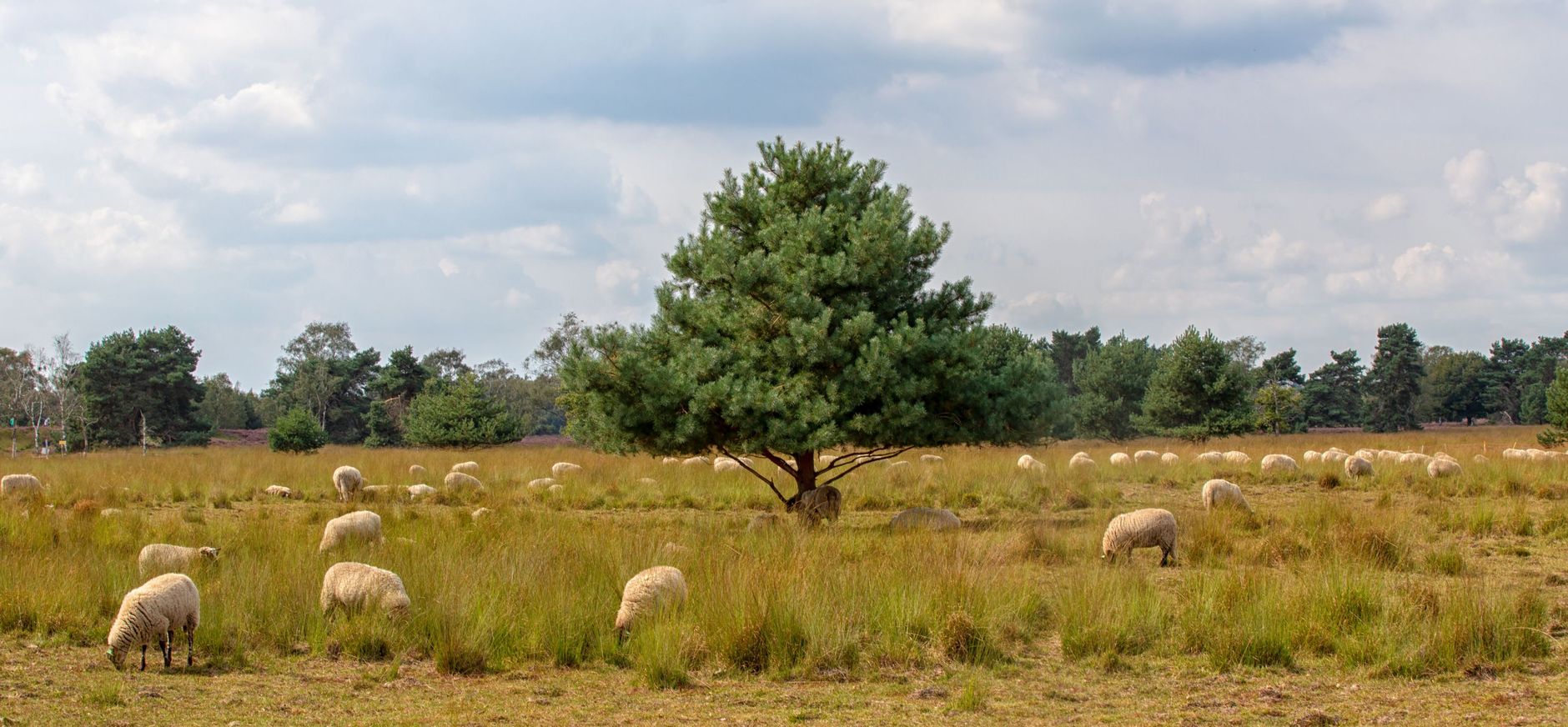 Kampina