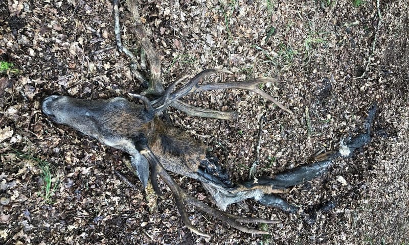 Wolfblog 7 - Het gepredeerde edelhert