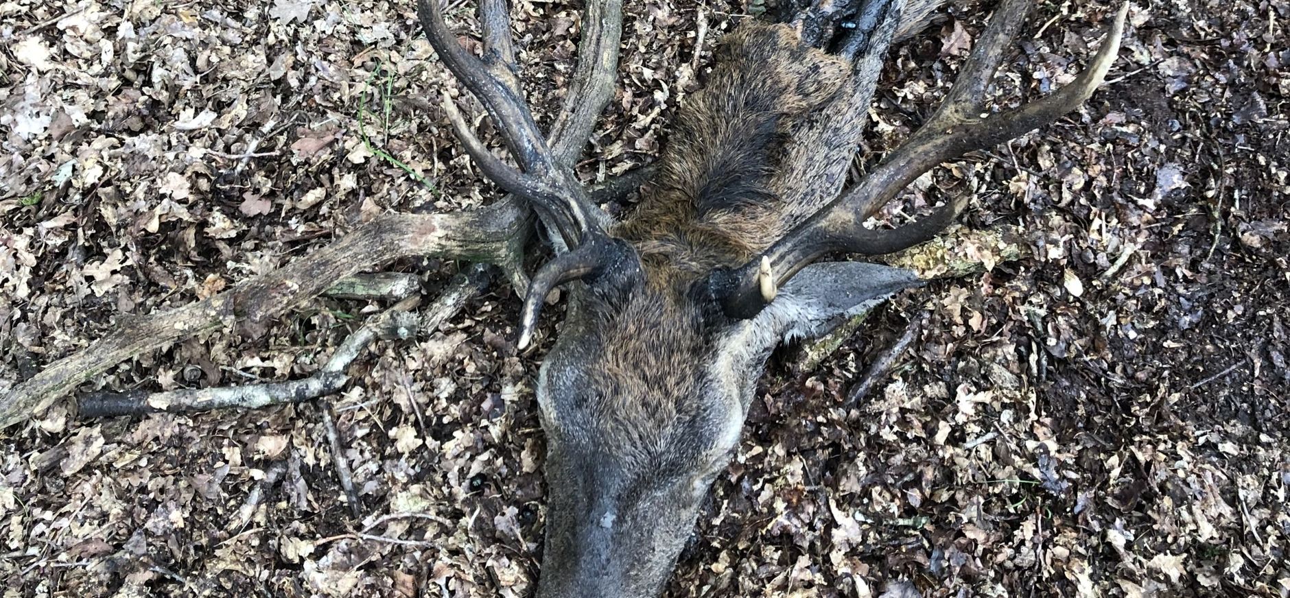 Samen met o.a zwijnen en vossen heeft de wolf 4 dagen gegeten van zijn prooi tot het hert op was.
