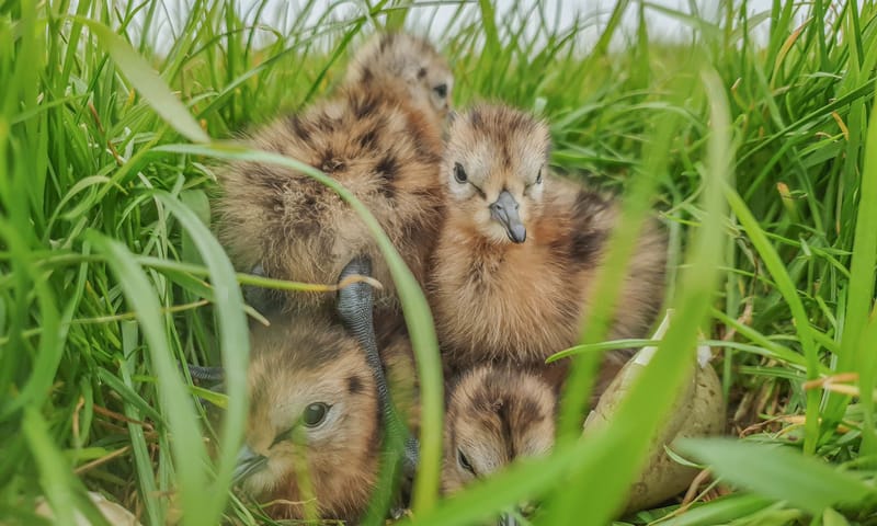 Grutto kuikens