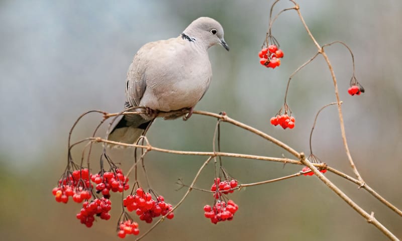 Turkse Tortel op takje van Gelderse Roos