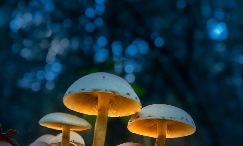 Paddestoelen met mysterieus licht