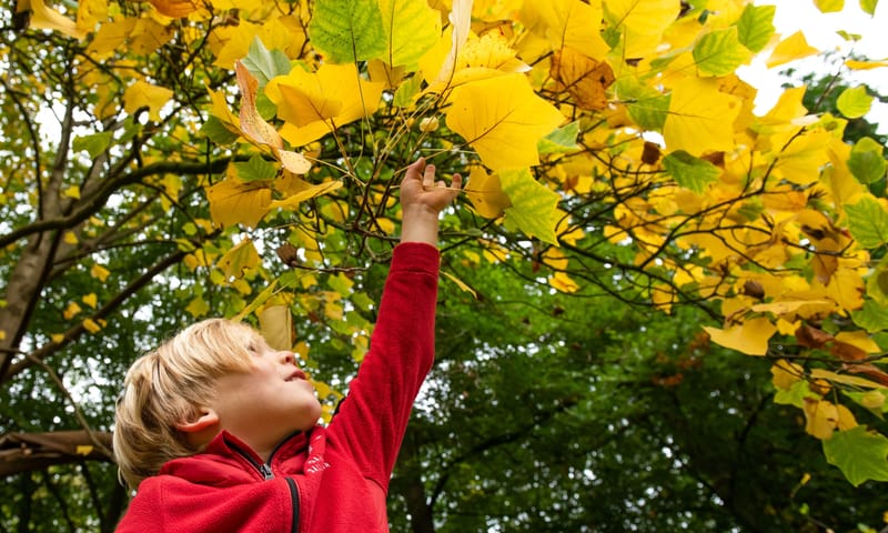 Kind met herfstboom