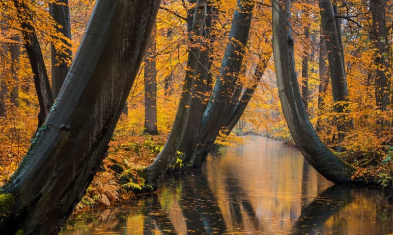Leuvenumse Bossen in de herfst