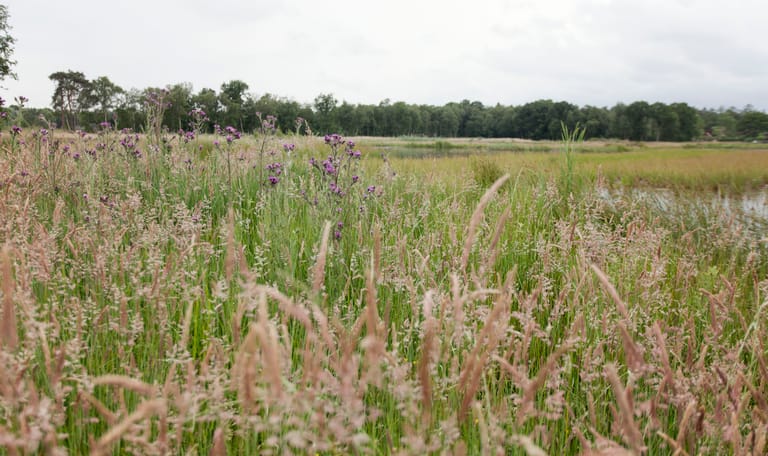 Soesterveen in het voorjaar