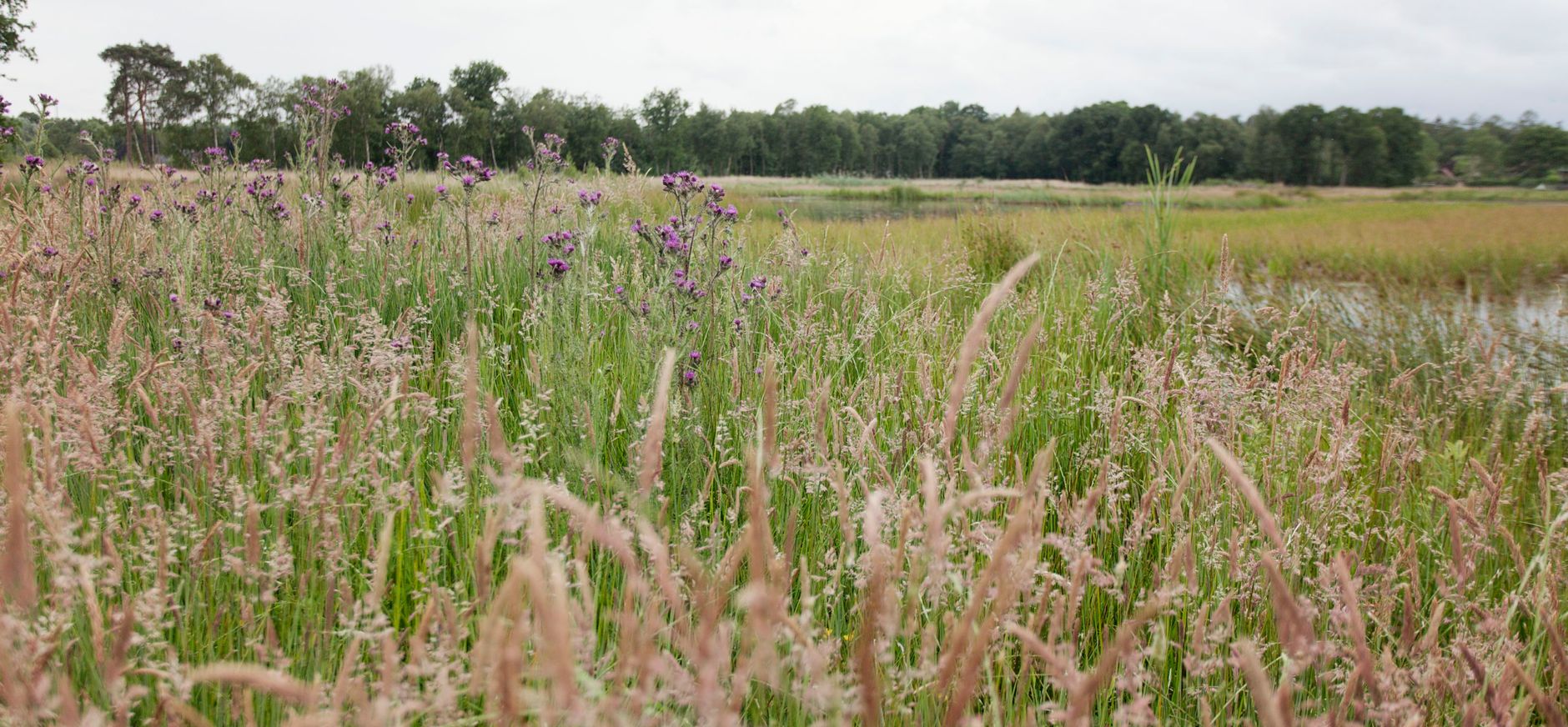 Soesterveen in het voorjaar