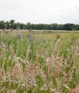 Soesterveen in het voorjaar