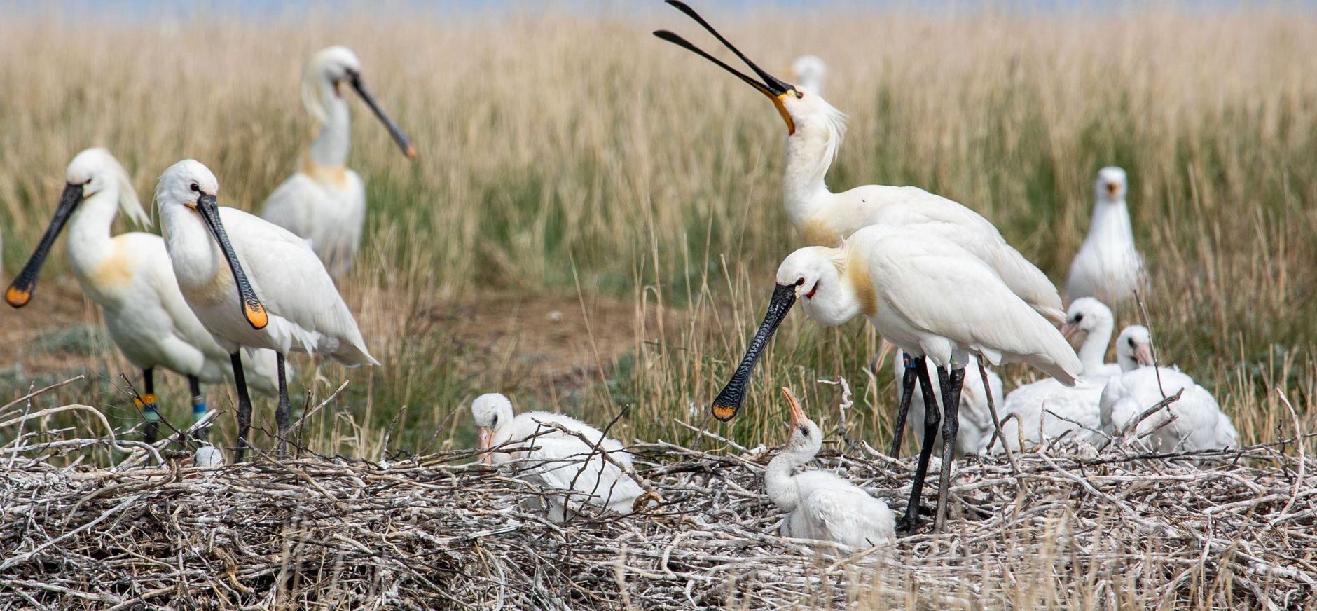 Lepelaars op de oostelijke kwelder