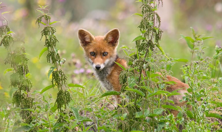 Een vos tussen de brandnetels