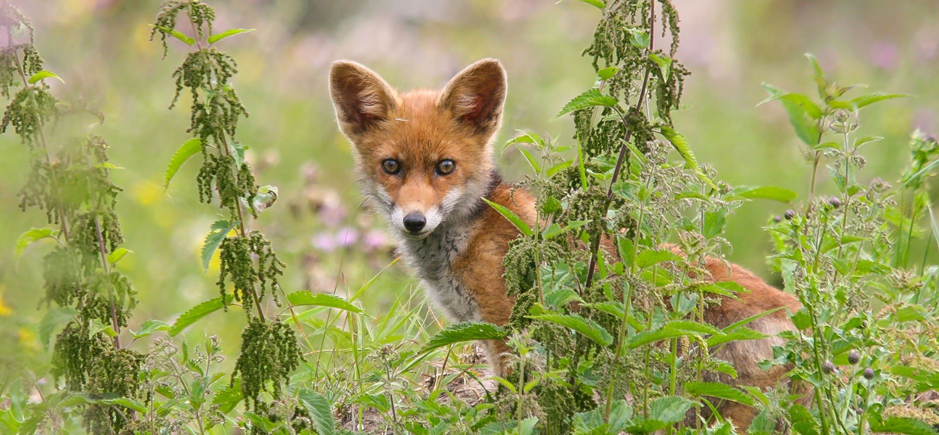 Een vos tussen de brandnetels