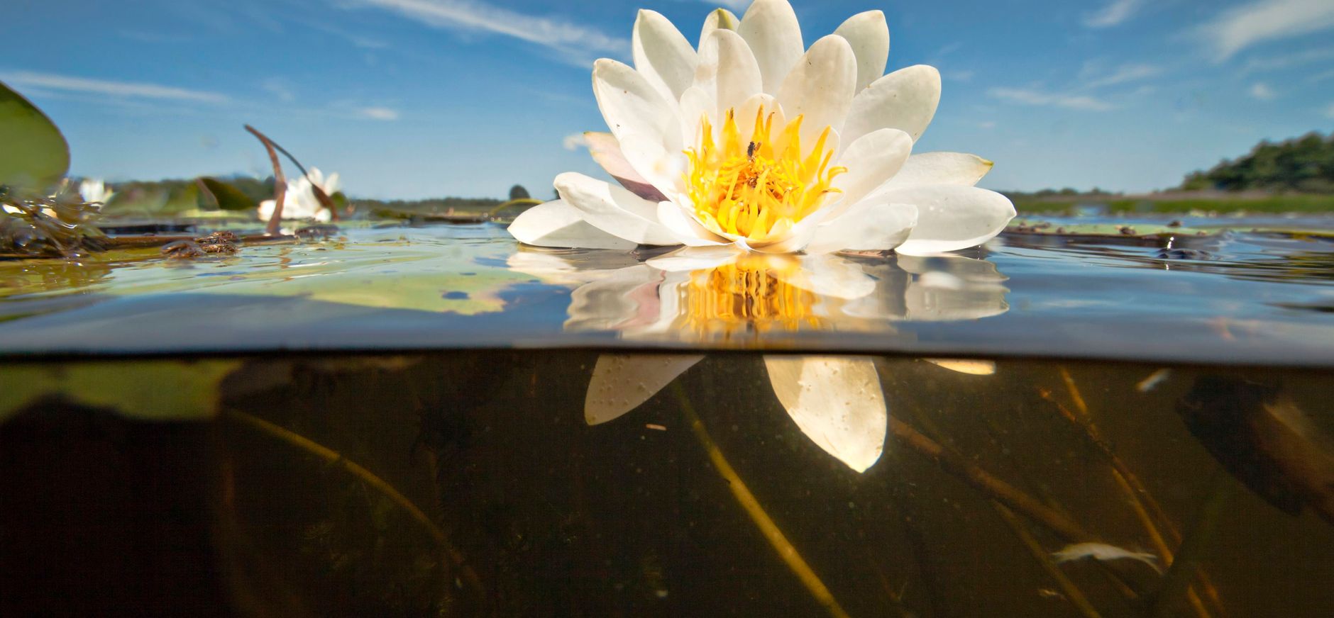 Waterlelie onderwater Naardermeer