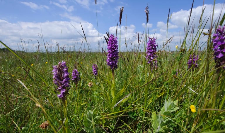 Orchideeën Krammer Volkerak