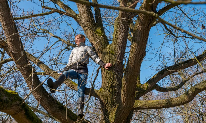 Zeepeduiden, kind in boom