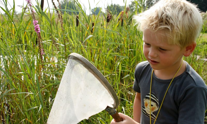 kleine beestjes