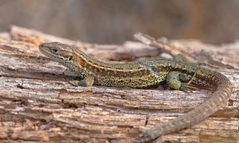 levendbarende hagedis