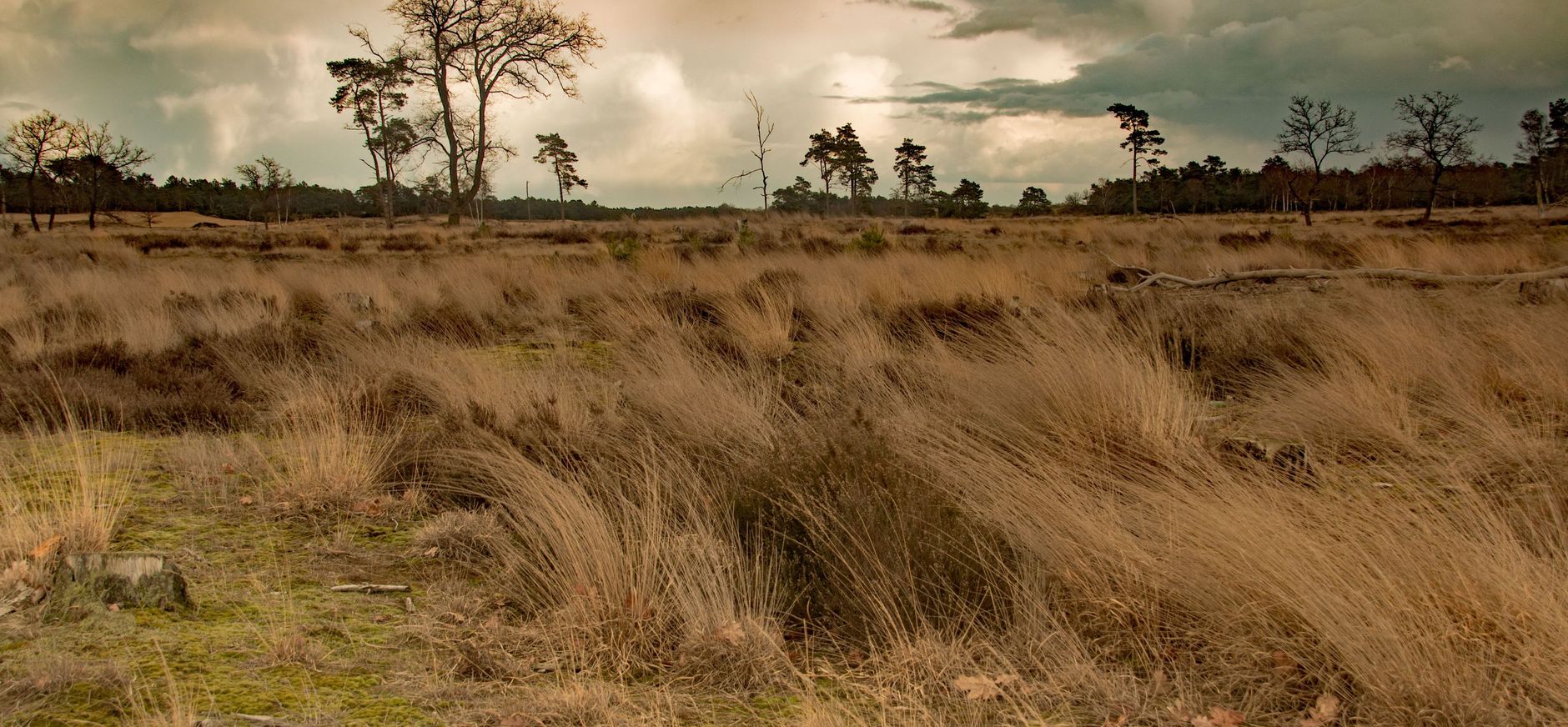 vergraste heide Loonse en Drunense Duinen