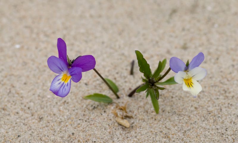 Duinviooltje - Foto: Natuurmonumenten, Rita van den Broek