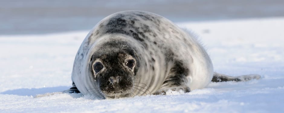 Grijze zeehond pup