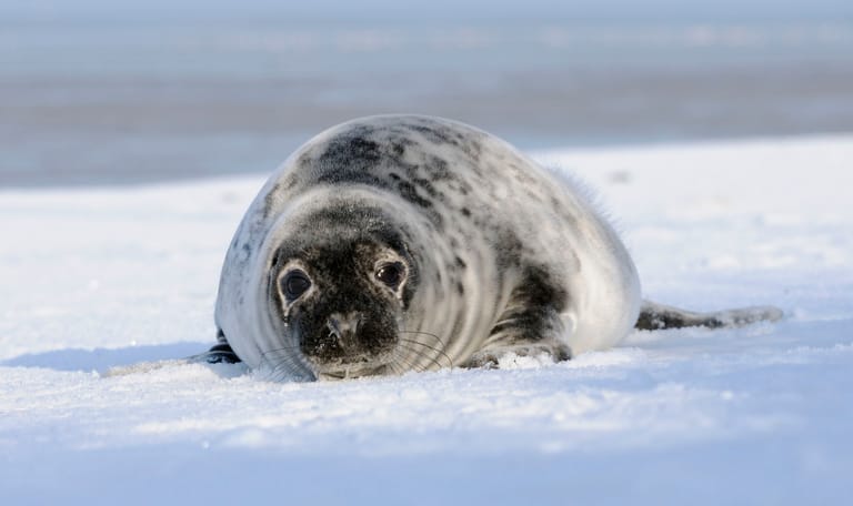 Grijze zeehond pup