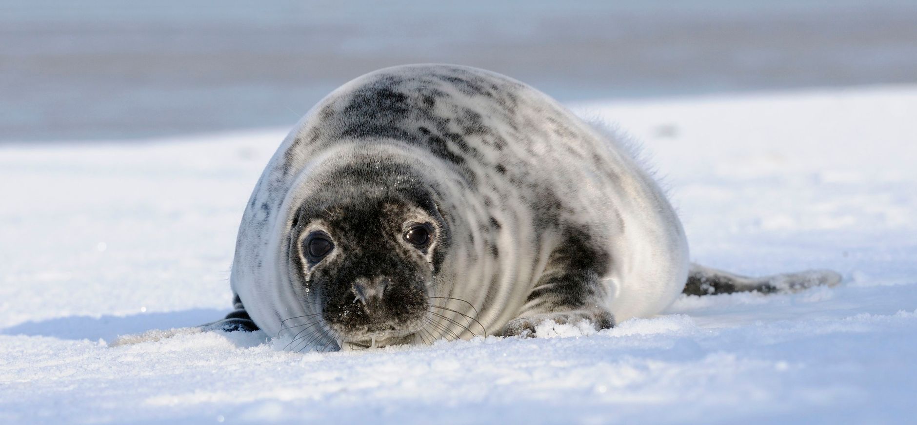 Grijze zeehond pup