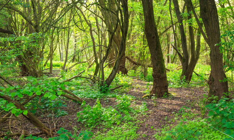 Harderbos