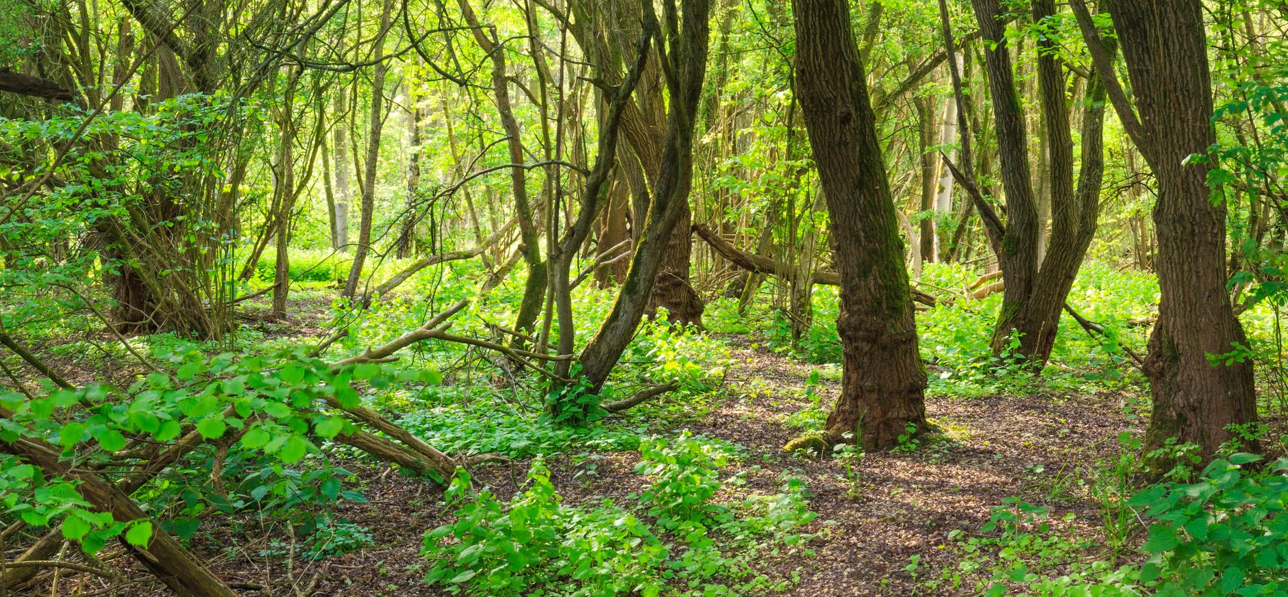Harderbos