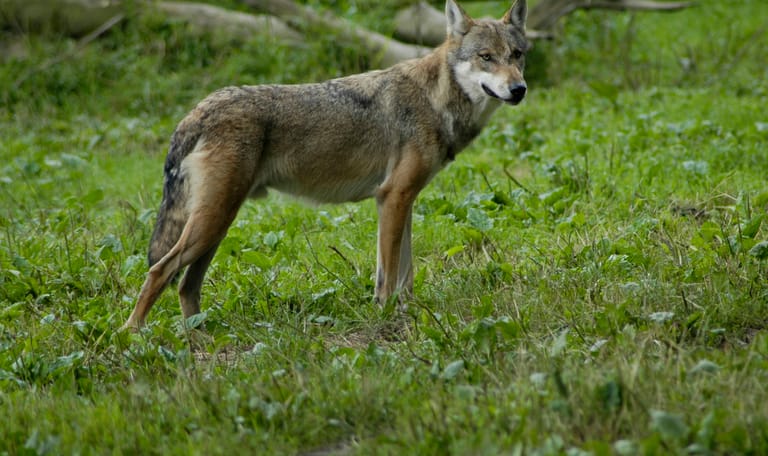 Wolf