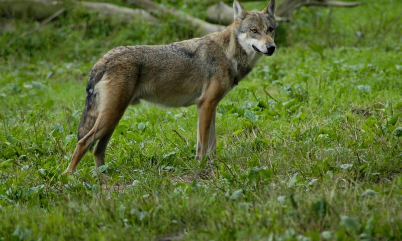 Wolf