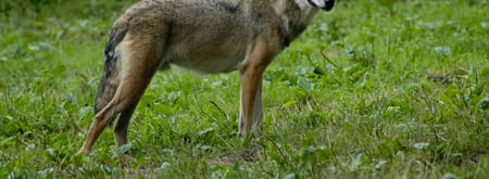 Wolf