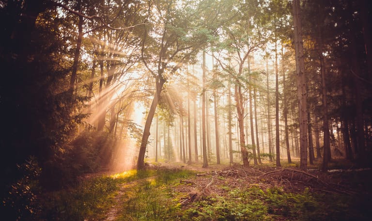 Ochtend in de Kaapse Bossen