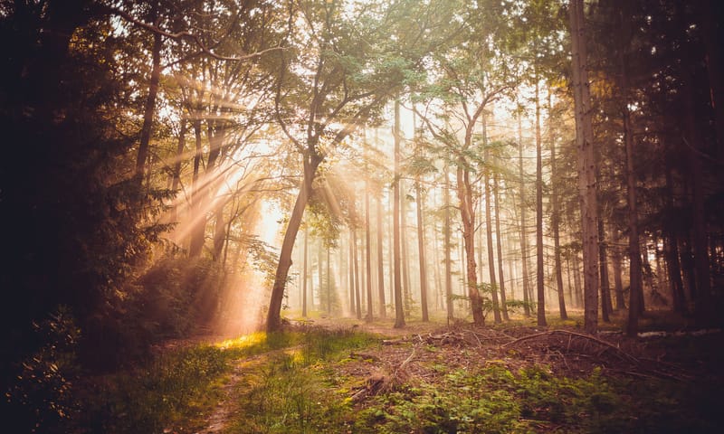 Ochtend in de Kaapse Bossen