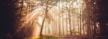 Ochtend in de Kaapse Bossen