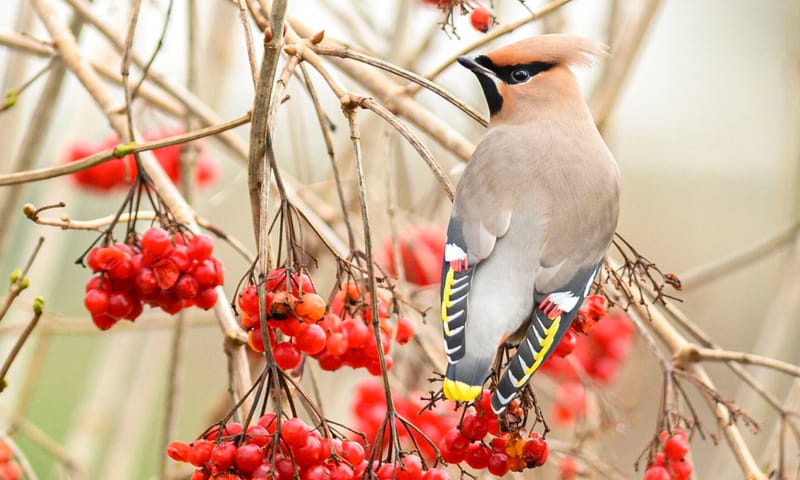 Pestvogel