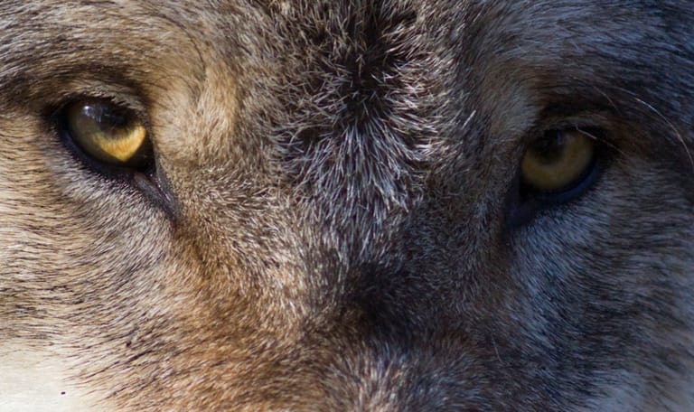 Wennen aan de wolf close-up