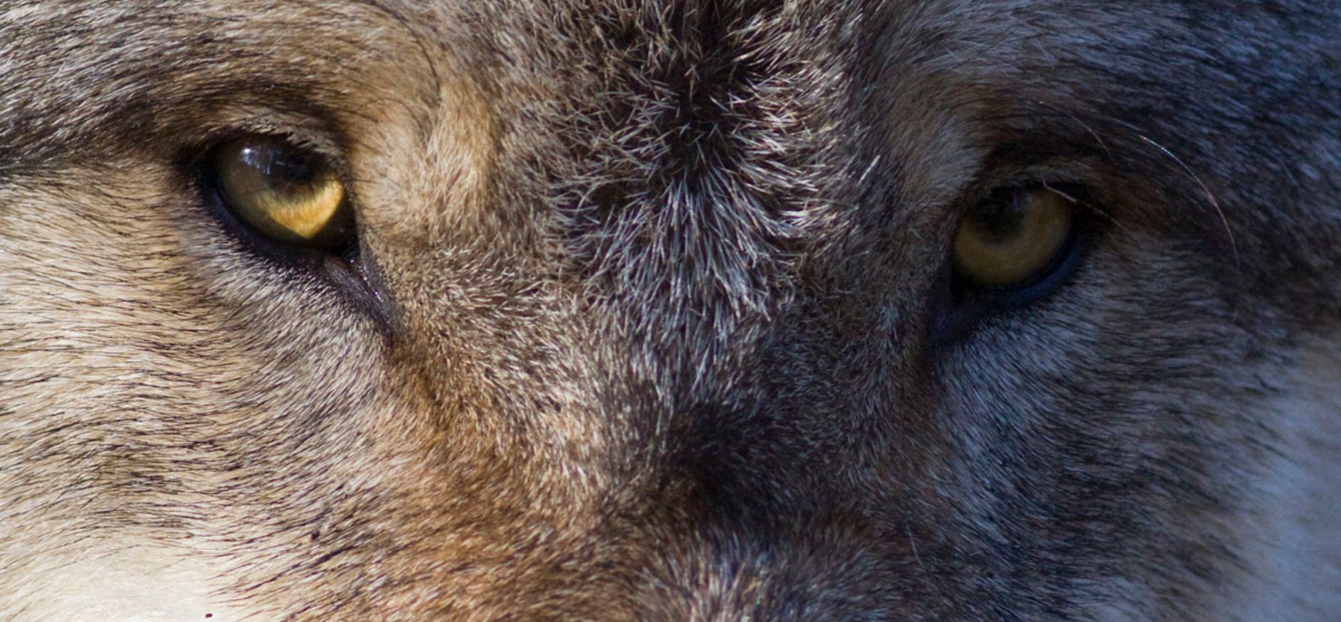 Wennen aan de wolf close-up