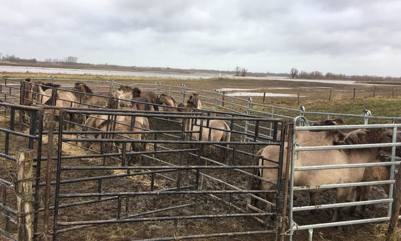 Konikpaarden in de vangkraal
