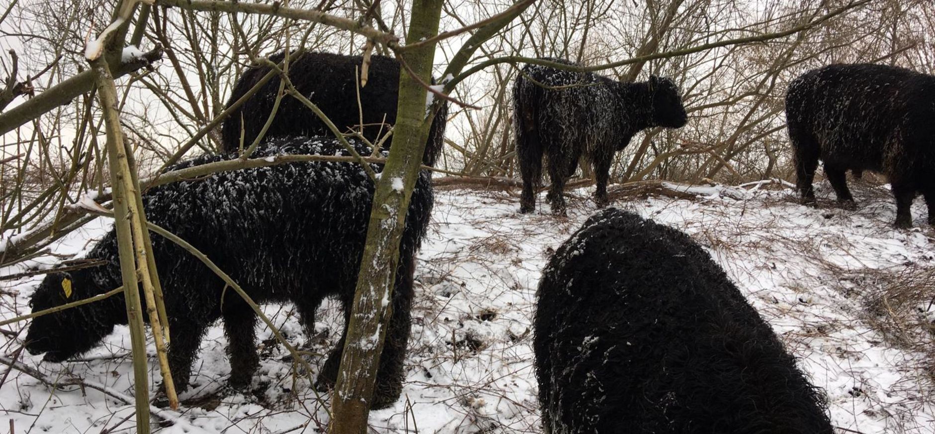 grazers in de winter