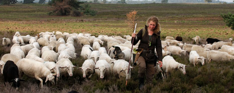 Schaapskudde Veluwe