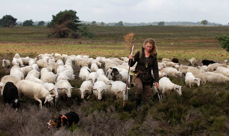 Schaapskudde Veluwe
