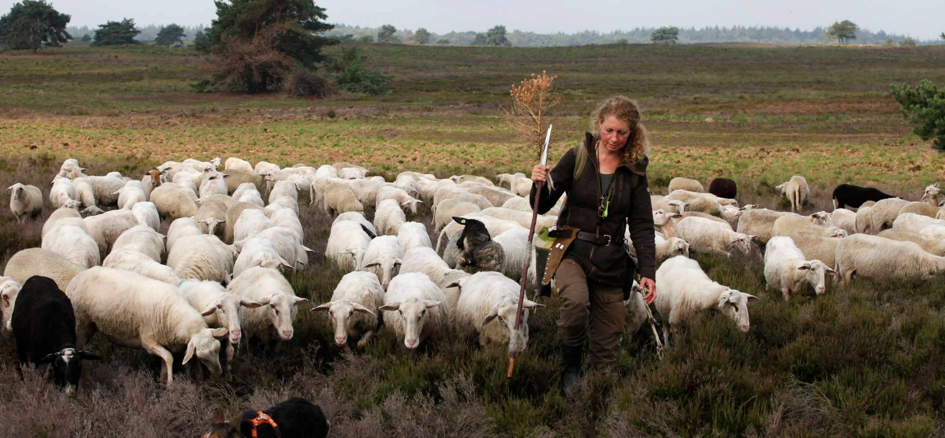 Schaapskudde Veluwe