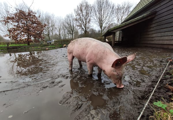 Genneper Hoeve varkens