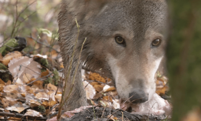 Wolf still uit video Cees van Kempen - niet gebruiken, alleen op pagina over wolvenmenu 